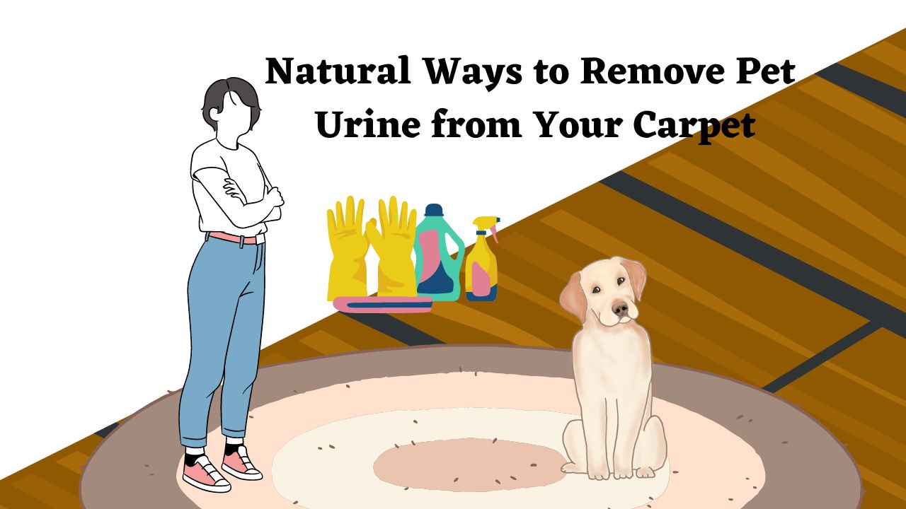Natural Ways to Remove Pet Urine from Your Carpet